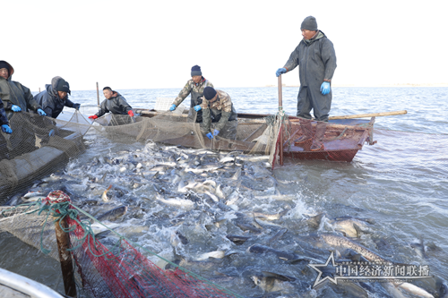 黑龍江連環(huán)湖天然野生魚(yú)喜獲豐收